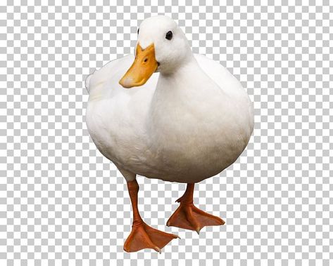 White Ducks Cute, Duck Png Aesthetic, Duck Png, Duck Icon, White Duck Pictures, Duck Chromebook Wallpaper, Duck Clipart Black And White, Duck Photo, Planner Art