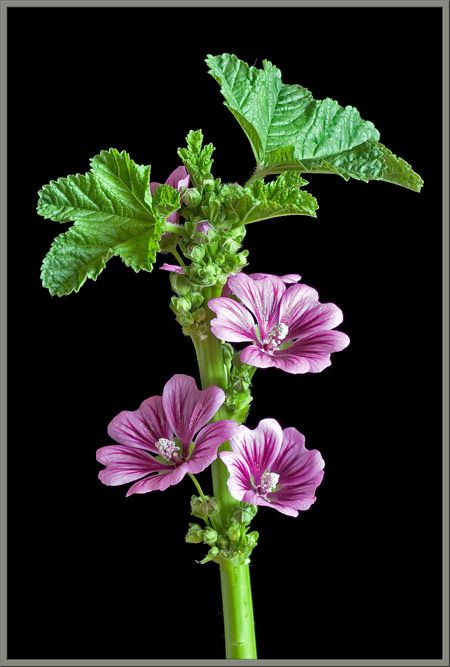 A Close-up View of the Wildflower -"High Mallow"- Malva sylvestris Malva Sylvestris, Black Flowers Wallpaper, Hollyhocks Flowers, Hd Flower Wallpaper, Beautiful Pink Flowers, Plant Photography, Unusual Plants, Garden Deco, Beautiful Orchids