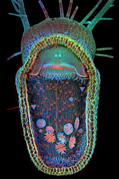 It's a humped bladderwort. What else do you need to know? Video chat about it at https://createamixer.com/ Scanning Electron Microscope Images, Electron Microscope Images, Scanning Electron Microscope, Foto Macro, Microscopic Photography, Micro Photography, Photo Macro, Microscopic Images, Electron Microscope