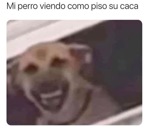 Mexican Memes, Memes Random, Goofy Pictures, Silly Dogs, Funny Animal Jokes, Memes Xd, Funny Profile Pictures, Funny Reaction Pictures, Animal Jokes