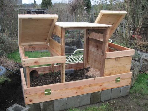 Quail Hutch, Quail Pen, Quail House, Coturnix Quail, Button Quail, Quail Coop, Hutch Ideas, Raising Quail, Quail Hunting