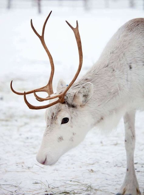 Girly Inspiration, White Reindeer, Random Aesthetics, Animal Photo, Nature Animals, Animals Friends, Beautiful Creatures, Antlers, The Snow