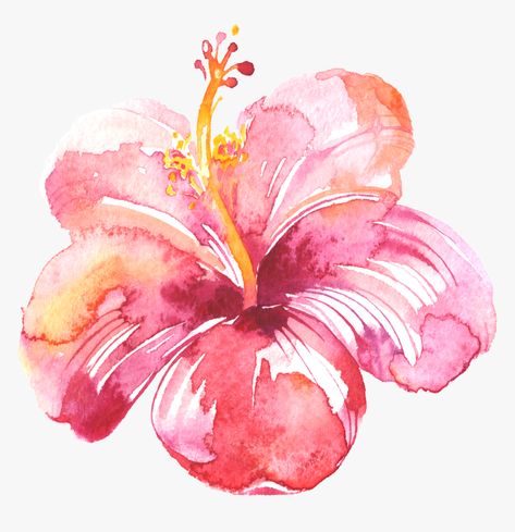 Rose Flower Sketch, Sketch Rose, Flower Sketch, Pink Flower, Rose Flower, Hibiscus, Watercolor Painting, Yellow, Pink