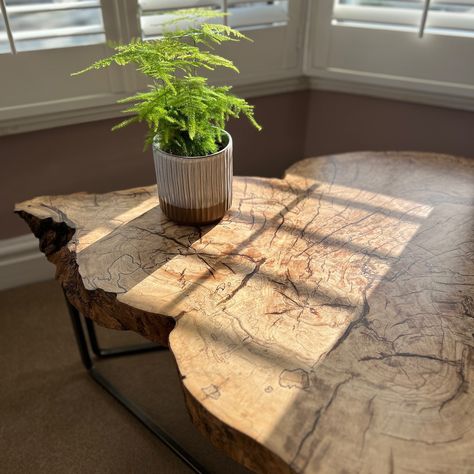 The ‘Wyld’ spalted beech tree trunk coffee tables are now sold out, along with the rest of our ‘Monkton’ series! But…A new spalted beech tree is sliced and tables are in progress on our workbench — ready to be commissioned. The new series will once again beautifully showcase the natural spalting and feature hand-forged metalwork and black resin accents. The tables really do capture the raw beauty of nature. Contact us to create a one-of-a-kind piece for your space. #furniturewithasoul #h... Trunk Coffee Tables, Tree Trunk Coffee Table, Spalted Beech, Beech Tree, Black Resin, Raw Beauty, Workbench, New Series, Hand Forged