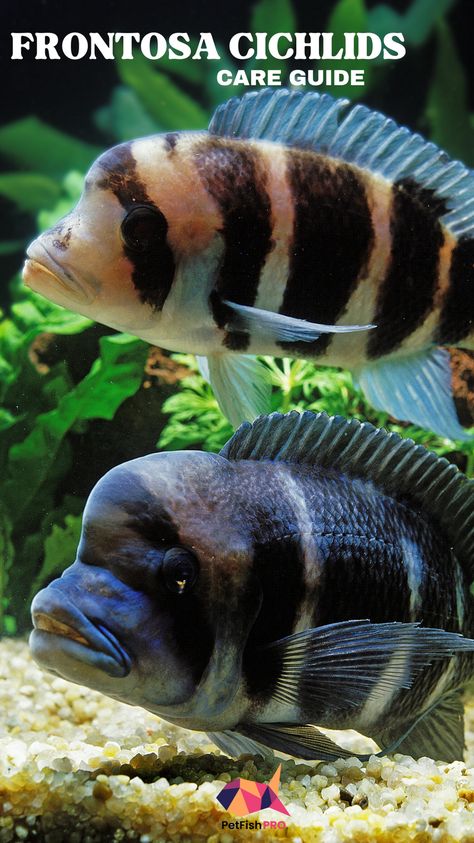 Frontosa Cichlid (Cyphotilapia frontosa) care guide. Here you will find tips and advice on how to set up the aquarium for your Frontosa cichlid, what to feed your Frontosa cichlid and how to breed Frontosa cichlids. Kribensis Cichlids, Keyhole Cichlid, Frontosa Cichlids, Severum Cichlid, South American Cichlids, Cichlid Aquarium, Aquarium Set, Big Aquarium, Lake Tanganyika