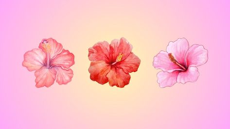 Hibiscus Flower Pink Gradient Macbook Wallpaper Background On Laptop, Laptop Cute Wallpapers Aesthetic, Pink Wallpaper Macbook Hd, Hibiscus Desktop Wallpaper, Hibiscus Wallpaper Laptop, Hibiscus Flower Wallpaper Laptop, Gradient Macbook Wallpaper, Pink Laptop Wallpaper Desktop Wallpapers, Flower Laptop Wallpaper