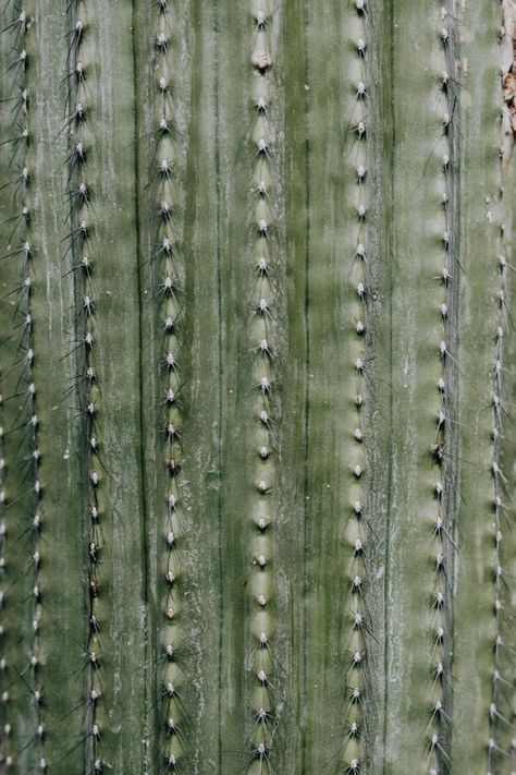 Free stock photos of mixed cacti and succulents #cactus, #background Cactus Texture, Cactus Background, Interior Design Sketchbook, Photos Of Nature, Design Sketchbook, Succulents Cactus, Cool Backgrounds Wallpapers, Styled Stock Photos, Shoe Design