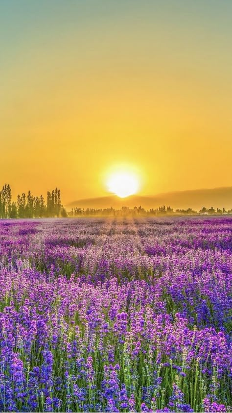 Purple Lavender Aesthetic, Sunshine Flowers, Sunrise Pictures, Cheap Flight, Cheap Flight Tickets, Lavender Field, Pretty Backgrounds, Nature Scenery, Fairy Queen