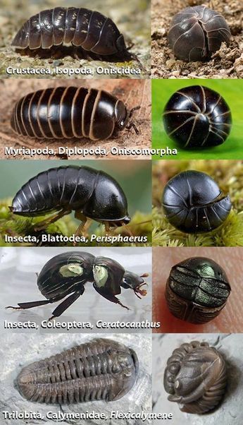 Exoskeleton Animals, Science Names, Prehistoric Insects, Millipedes, Woodlice, Pill Bug, Cool Insects, Cool Bugs, Beautiful Bugs