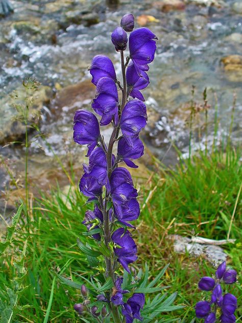 Valued image set: Aconitum napellus (Monkshood) - Wikimedia Commons Aconitum Napellus, Flower Anatomy, Poison Garden, Botanical Sketchbook, Blue And Purple Flowers, Poisonous Plants, Wild Plants, Flowers Perennials, Botanical Flowers