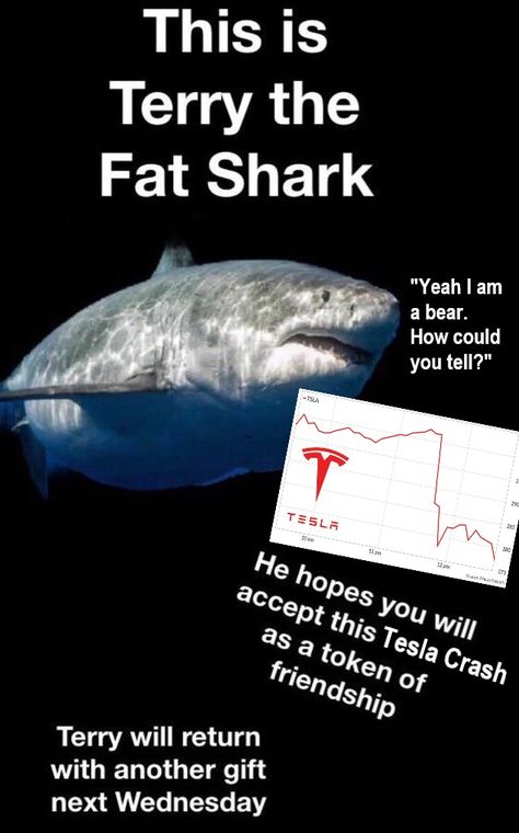 Terry The Fat Shark, Shark Fun Facts Funny, Nurse Shark Facts, Silly Sharks, Trash Meme, Thresher Shark, Save The Sharks, Sharks Funny Memes, Shark Week Memes