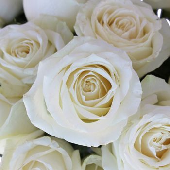 FiftyFlowers.com - Avalanche White Rose Fifty Flowers, Dianthus Flowers, 100 Roses, Gypsophila Wedding, 12 Roses, Wholesale Roses, Clear Winter, Rose Stem, White Wedding Flowers