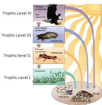 Lots ideas mod. 10 Apologia Biology, Trophic Level, Ocean Food, Living And Nonliving, Nitrogen Cycle, Greenhouse Effect, Vocabulary Games, Food Web, Photosynthesis