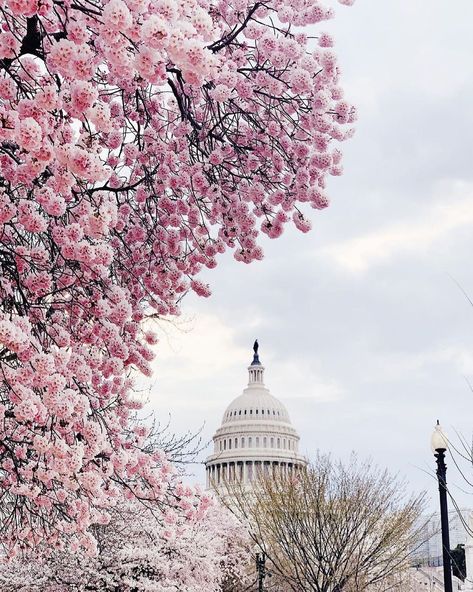 DC Spot 📍 Washington, DC on Instagram: “Even on a cloudy day, DC still looks beautiful with Cherry Blossoms 🌸☁️⁣ ⁣⁣ 📍 @uscapitol (Washington, DC)⁣ 📸 @annielsen (iPhone X)⁣ ⁣ 📲 If…” Washington Dc Apartment Aesthetic, Washington Dc Apartment, Cherry Blossom Washington Dc, Washington Dc City, Cherry Blossom Dc, End Of Winter, Cherry Blossom Festival, Cloudy Day, Simple Pleasures