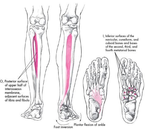 Tibialis Posterior Origin and Insertion Flexor Digitorum Longus, Tibialis Posterior, Plant Supports, Med School, Muscles, Massage, Health