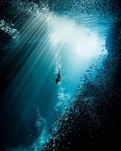 La vida... Fish Swimming, In The Ocean, The Ocean, Swimming, Fish, Water, Instagram