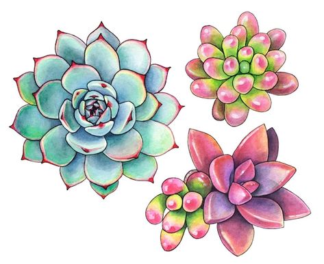 Succulents Drawing Simple, Succulent Drawings, Succulent Drawing, Succulents Drawing, Succulent Painting, Craft Shed, White And Pink Roses, Cactus Painting, Floral Drawing