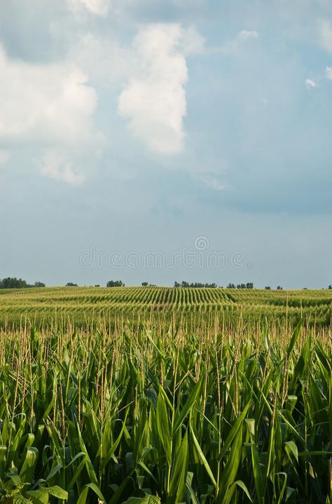 Corn Fields Aesthetic, Corn Fields Photography, Cornfield Aesthetic, Agriculture Aesthetic, Farming Aesthetic, Corn Farming, Corn Growing, Tractor Photography, Midwest Aesthetic