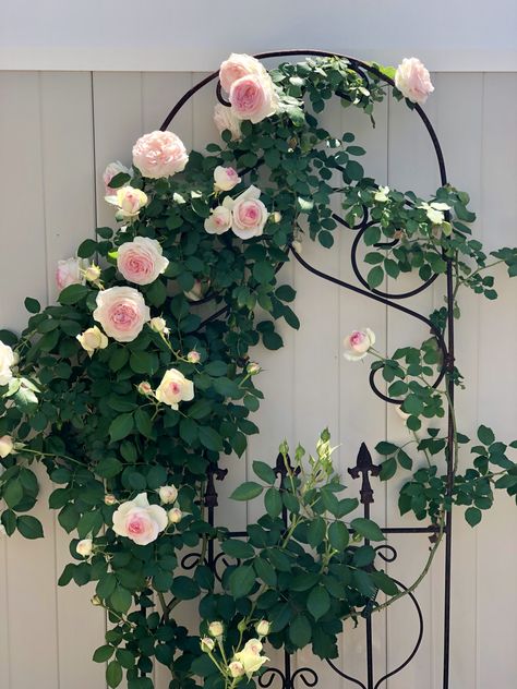 Rose On Trellis, Climbing Rose Garden, Roses Garden Ideas, Oasis Home Decor, Rose Fence, Rose Garden Ideas, Rose Garden Wedding, Cottage Garden Roses, Wedding Cottage