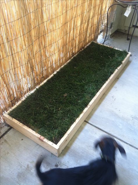 Homemade grass patch for pets!! Perfect for apartment living, especially if your not on the ground floor! Only takes a few pieces of wood, some seed starter and some grass! Dog Grass Patch, Dog Potty Patch, Pasto Natural, Backyard Dog Area, Dog Potty Area, Dog Backyard, Dog Barrier, Diy Candles Easy, Diy Wedding Table