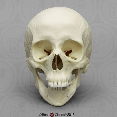 Female Skull, Skull Anatomy, Head Anatomy, Skull Reference, Face Anatomy, Skeleton Drawings, Skeleton Bones, Female Head, Human Male