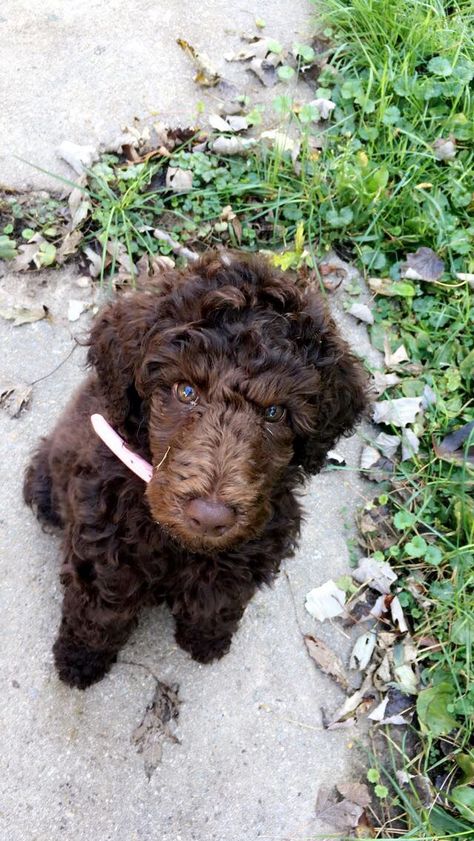 Brown Puddle Dog, Brown Standard Poodle, Standard Poodle Teddy Bear, Poodle Teddy Bear Cut, Brown Toy Poodle, Brown Labradoodle, Poodle Haircut, Poodle Puppy Standard, Puppy Grooming