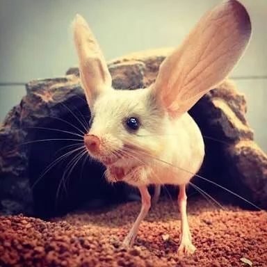 Long Eared Jerboa, Bizarre Animals, Big Ears, Interesting Animals, Unusual Animals, Animal Crackers, Rare Animals, Cool Animals, Awesome Animals