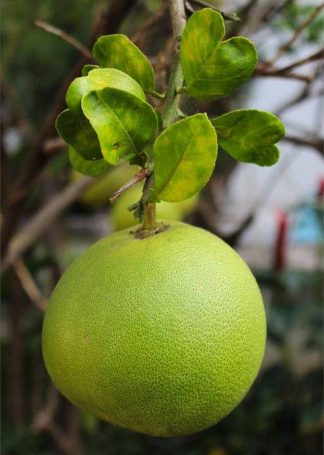 Jeruk Bali, Grapefruit Tree, Fruit Bearing Trees, Citrus Plant, Palate Cleanser, Banana Fruit, Healthy Fruit, Mango Fruit, Citrus Trees