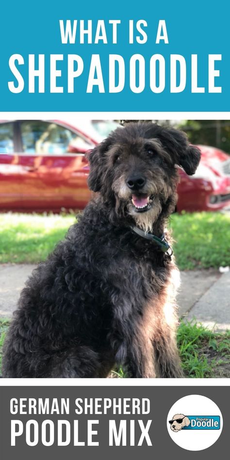 German Shepherd Poodle Mix Dogs, Shepadoodle German, German Shepherd Poodle Mix, Doodle Dog Breeds, Poodle Mix Breeds, Poodle Mix Puppies, Poodle Mix Dogs, German Shepherd Breeds, Herding Dogs