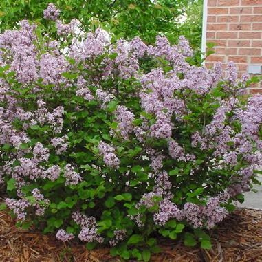 Syringa meyeri 'Palibin' Dwarf Korean Lilac from Midwest Groundcovers Syringa Palibin, Plant Pallet, Korean Lilac, Hardy Shrubs, Landscape Nursery, Scented Flowers, Lilac Bushes, Backyard Plants, Plant Catalogs