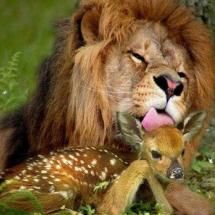 LION AND DEER FIRENDS Odd Animal Friendships, Unusual Animal Friends, Unlikely Animal Friends, Unusual Animal Friendships, Animal Friendships, Regnul Animal, Odd Couples, Animals Friendship, Unusual Animals