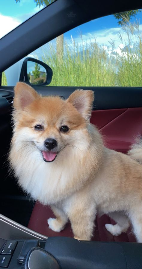 Dog, Pomeranian, car ride, teddy Fox Pomeranian, Corgi Pomeranian, Pomeranian Dog, Husky, Fox, Dogs, Animals