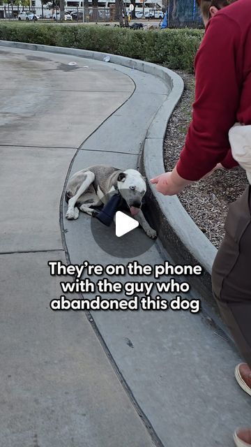 Dogs Saving People, Two Dogs Together, Dogs Talking, Talking Dog Video, Talking Dog, Dog Tie, Talking Back, At Starbucks, Dog Rescue