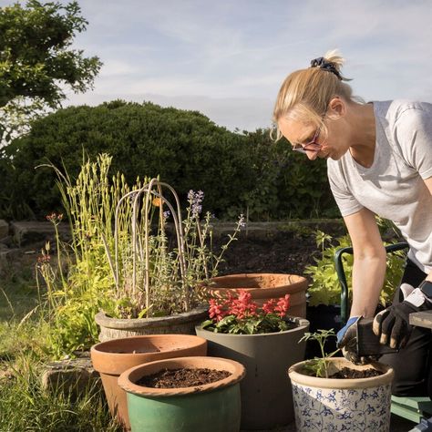 UK Gardeners Urged To Plant These In July For A Glorious Summer Garden What To Plant In July, What To Plant When, Beautiful Rose Garden, Spring Perennials, Planting Tips, Herbs And Flowers, Growing Veggies, Leafy Vegetables, Leafy Greens