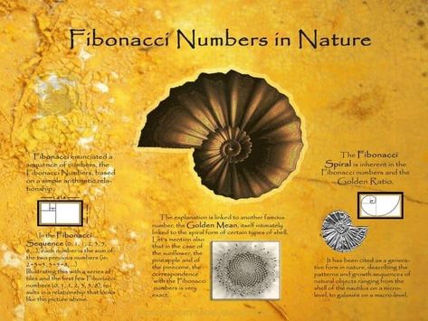 Fibinocci Sequence, Fibonacci Sequence In Nature, Fibonacci Series, Leonardo Fibonacci, Spirals In Nature, Fibonacci Golden Ratio, Nice Poster, Sacred Spiral, Geometry In Nature