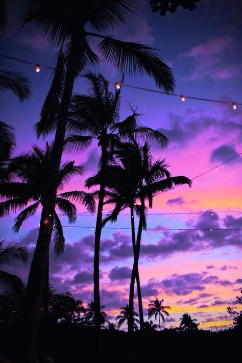 Tropical Beach At Night, Leigh Core, Bridal Suite Room, Beautiful Nature Photography, Lock Screen Backgrounds, Palm Tree Sunset, Beach At Night, World Nature, Purple Sunset