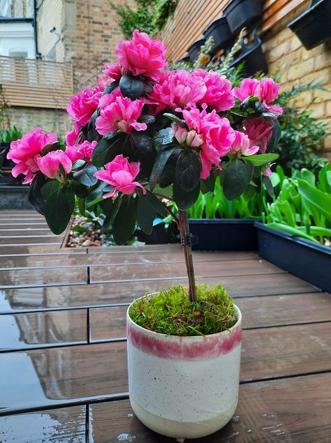 Azalea plant with bright pink flowers and small green leathery leaves atop a long, thin, trunk Azelia Bush Planting, Azalea Tree, Azalea Care, Azalea Plant, Azaleas Care, Seed Starter Kit, White Azalea, Seed Starter, Green Stuff