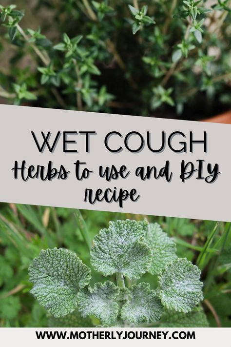 Herbal natural remedies to support respiratory issues when dealing with a wet cough. Herbs For Wet Cough, Herbal Cough Remedies, Natural Respiratory Remedies, Wet Cough Remedies, Wet Cough, Diy Syrup, Herbal Cough Syrup, Home Remedies For Allergies, Dry Cough Remedies