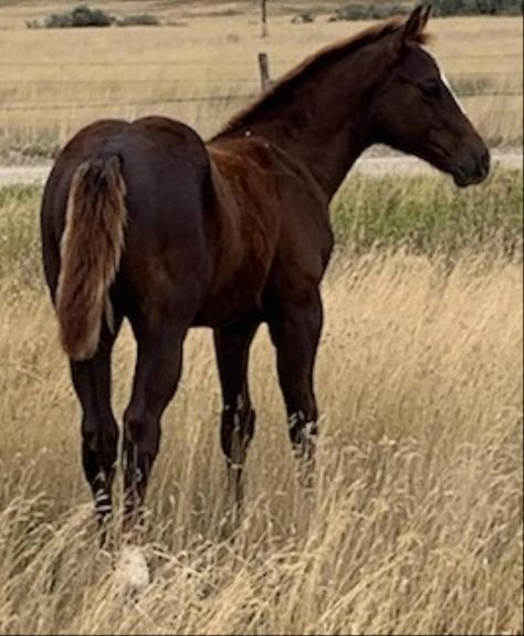 All Reddy Wimpy aqha pending, 2024 AQHA Chestnut Stallion.. Working Cow Horse, Calf Roping, Moose Jaw, Reining Horses, Blue Roan, Horse World, Horse Trailer, Barrel Racing, Chestnut