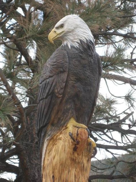 "I'm watching you..." This beautiful Bald Eagle is at the entrance to Roxborough Park. https://www.facebook.com/pages/Hollow-Log-Tree-Carving-and-Sculpture/320444394672981?fref=photo Carved Tree Stump, Chainsaw Sculpture, Chainsaw Wood Carving, Chainsaw Carvings, Bird Carving, Bear Carving, Tree Carving, Chainsaw Carving, Wood Carving Patterns