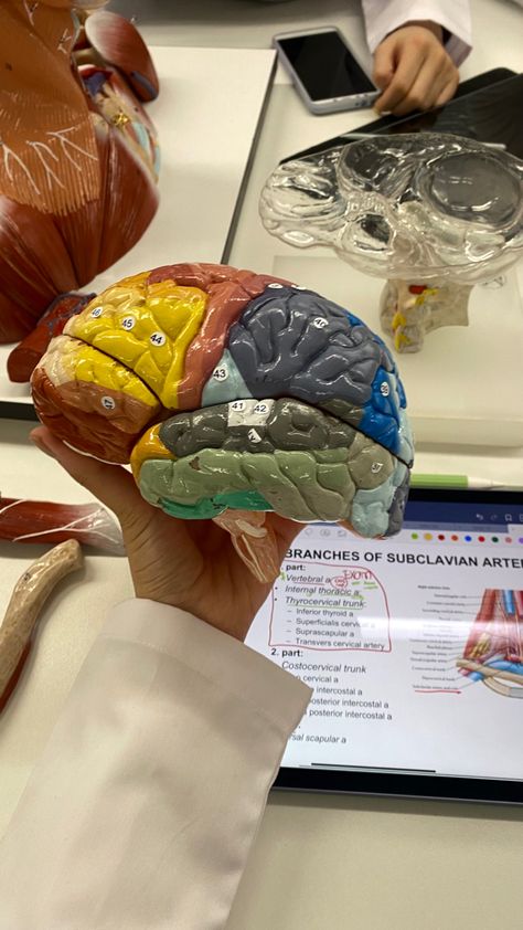 Neuroscience Research Aesthetic, Neuro Doctor Aesthetic, Anatomy Student Aesthetic, Vision Board Ideas Medicine, Neurotechnology Aesthetic, Studying Medical Aesthetic, Psyd Student Aesthetic, Brain Anatomy Aesthetic, Neuropsychiatry Aesthetic