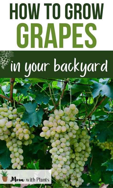 Grape Plant How To Grow, Planting Grapes How To Grow, Planting Grape Vines, How To Plant Grapes, How To Prune Grape Vines, How To Grow Grapes Vines At Home, Grape Planting Ideas, Growing Grapes In Backyard Trellis, Growing Grapes In Backyard