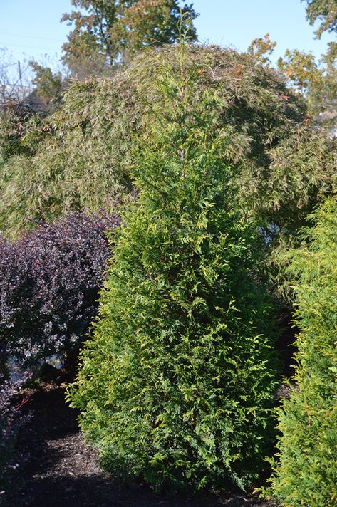 Junior Giant Thuja Tree, Green Giant Thuja, Thuja Green Giant Privacy Screens, Forever Goldie Arborvitae, Property Fence, Arborvitae Green Giant, Green Giant Tree, Green Giant Arborvitae, Thuja Green Giant