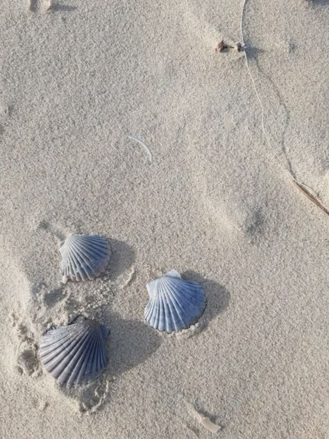 Sea Shell Aesthetic, Baby Blue Aesthetic, Light Blue Aesthetic, Coastal Life, Coastal Blue, Blue Beach, Beach Aesthetic, I Wallpaper, Pastel Aesthetic