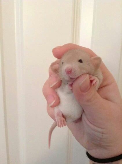 Baby Dumbo Rat Rat Animal, Baby Rat, Rattus Rattus, Dumbo Rats, Fancy Rats, Baby Dumbo, Dumbo Rat, Baby Rats, Pet Rat