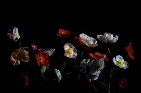 Floral - Whitney Ott Photography Dark Desktop Backgrounds, Black Desktop Background, Flowers Black Background, Artsy Background, Dark Landscape, Midnight Garden, Dark Flowers, Desktop Wallpapers Backgrounds, Wallpaper Nature Flowers