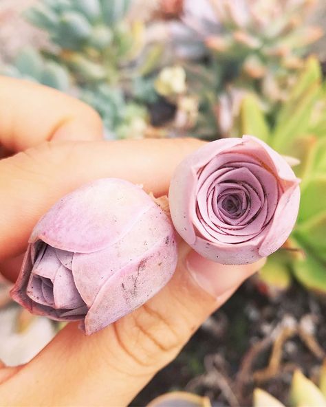 Rose Succulent, Sock Monster, Small Yellow Flowers, Mountain Rose, Pink Mountains, Gardening Trends, Rare Succulents, Cactus Y Suculentas, Garden Soil