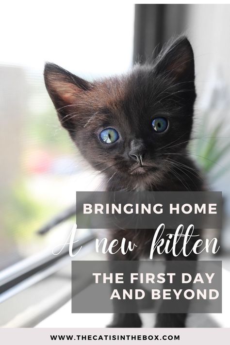 Bringing home a new kitten. Were five more delightful words ever strung together in the English language than those? If you’re reading this post, you’re probably planning to add a new kitten to your life. Follow these tips to get ready for the new arrival! Kitten Hacks Diy, Bringing A Kitten Home, Raising A Kitten, Raising A Kitten Tips, How To Raise A Kitten, Bringing Home A New Kitten, New Kittens Tips, Kitten Home Ideas, New Kitten Essentials