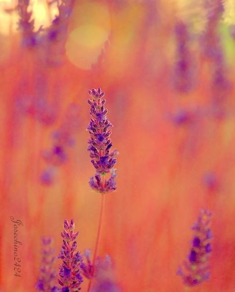 Purple & Orange Deco Orange, Rose Orange, Orange Aesthetic, Color Inspo, Arte Floral, Purple Aesthetic, Delicate Flower, Color Therapy, Color Textures