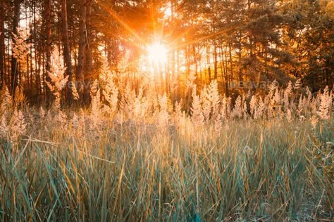 "There is always a sunrise." After my meditation this morning, I opened my eyes and saw that phrase painted on a distant garage door. Buddha said it's what we choose to do today that matters most. No wonder I'm a morning person; there is so much hope here. Summer Forest, Forest Sunset, Sun Shining, Wood Tree, Autumn Forest, Sun Rays, Sunrise Photography, In The Forest, In Summer